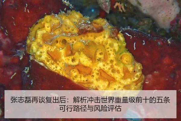 张志磊再谈复出后：解析冲击世界重量级前十的五条可行路径与风险评估